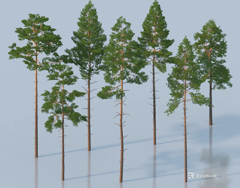 Tall Pine Trees With Straight Trunks And Lush Foliage Neatly Arranged 3d model 