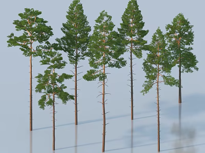 Tall Pine Trees With Straight Trunks And Lush Foliage Neatly Arranged 3d model