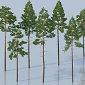 Tall Pine Trees With Straight Trunks And Lush Foliage Neatly Arranged