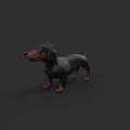 Realistic 3D Model of Dachshund Dog in Standing Pose with Dark Background