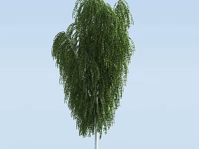 Willow Tree With Green Hanging Branches And Lush Foliage Against Blue Sky 3d model