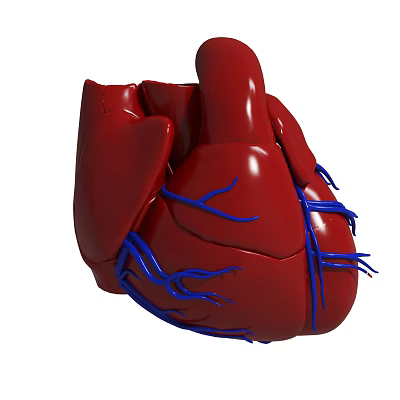 Human Heart Detachable Enlarged Heart Anatomy Teaching Props Medical Display Blood Circulation Teaching Aware Heart Vase Resin Ornaments Model Room Countertop Living Room Vase Dining Table Dried Flowers 3d model