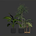 Various Indoor Houseplants With Green Leaves In Modern Pots On Dark Surface