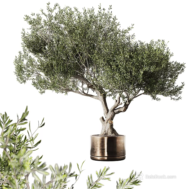 Lush Green Olive Tree in Brass Planter for Indoor Home Decorative Greenery 3d model 