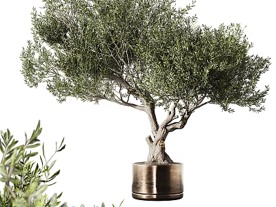 Lush Green Olive Tree in Brass Planter for Indoor Home Decorative Greenery 3d model