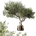 Lush Green Olive Tree in Brass Planter for Indoor Home Decorative Greenery