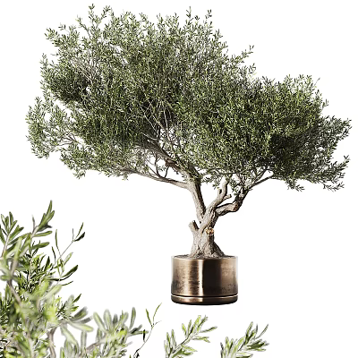 Lush Green Olive Tree in Brass Planter for Indoor Home Decorative Greenery 3d model