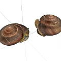 Two Reptile Snails With Spiral Shell Texture On White Background