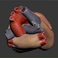 Human Heart Anatomical Model As Chest Organ With Colored Sections For Medical Teaching