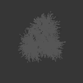 Two Arbor Trees With Lush Green Foliage And Brown Trunks On White Background