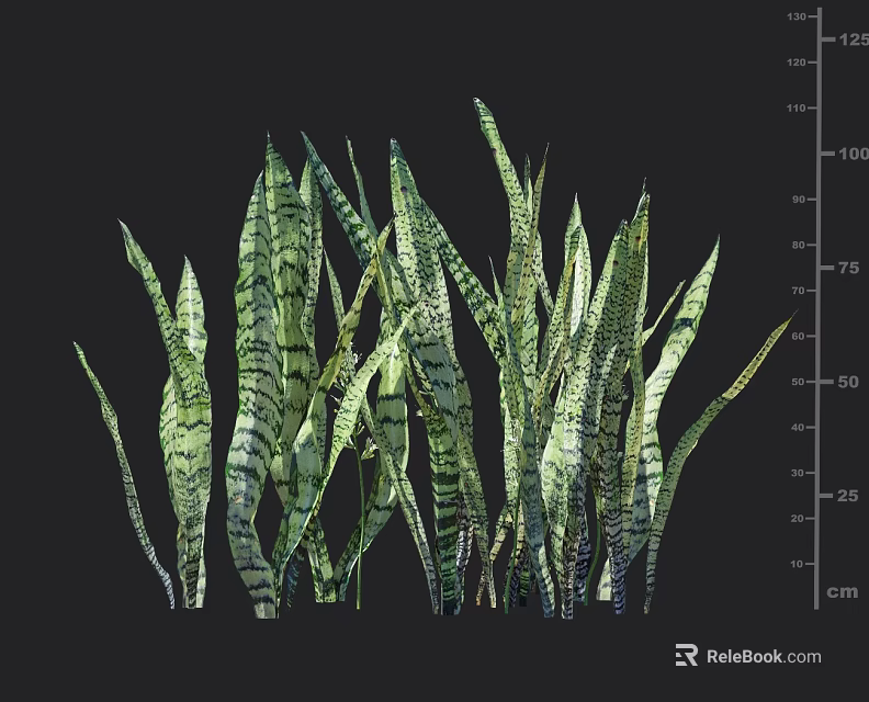 Green Long Leaf Plants with Dark Stripes and 25 to 125 cm Height Measurements 3d model 