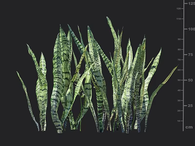 Green Long Leaf Plants with Dark Stripes and 25 to 125 cm Height Measurements 3d model