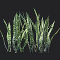 Green Long Leaf Plants with Dark Stripes and 25 to 125 cm Height Measurements
