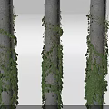Lush Green Vines Wrapping Around Light Colored Tree Trunks With Fresh Leaves