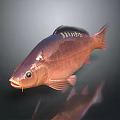 Aquatic Animal Red Fish Featuring Shiny Scales Prominent Fins And Bright Eyes