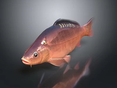 Aquatic Animal Red Fish Featuring Shiny Scales Prominent Fins And Bright Eyes 3d model