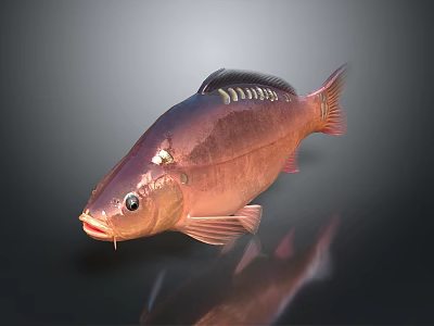 Fish Freshwater Fish Sea Fish Animal Game Animal Cartoon Animal Realistic Animal 3d model