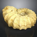 Natural Stone Sculptural Carving of Spiral Ammonite Fossil with Intricate Textures