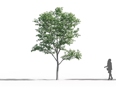 Tall Arbor With Lush Green Foliage And Silhouette Of Person Standing Nearby 3d model