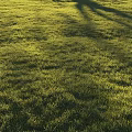 Lush Green Grass Field With Soft Tree Shadows In Warm Sunlight 3d model