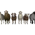 Six Different Colored Sheep Standing In A Row On White Background