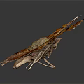 Modern Butterfly Moth Color Moth Color Butterfly 3d model