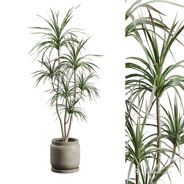 Elegant Indoor Potted Plant with Long Slender Green Leaves in Gray Terracotta Pot 3d model 