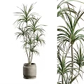 Elegant Indoor Potted Plant with Long Slender Green Leaves in Gray Terracotta Pot