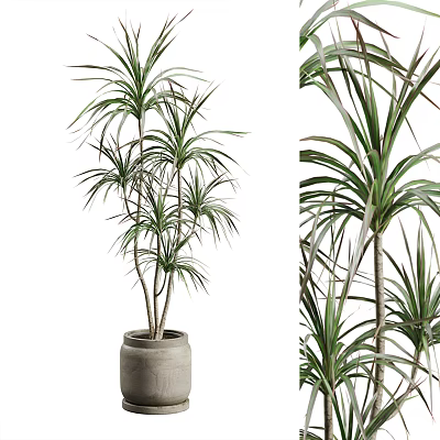 Elegant Indoor Potted Plant with Long Slender Green Leaves in Gray Terracotta Pot 3d model