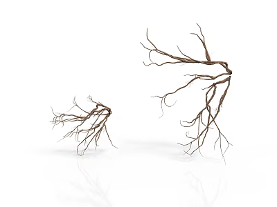 Brown Tree Branches With Thin Twigs On White Background And Reflections 3d model