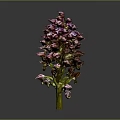 Purple Orchid Plant With Dense Vibrant Flowers On Dark Background