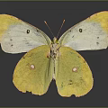 Yellow and White Butterfly with Spotted Wings and Reflection on Dark Background