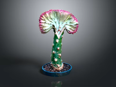 Unique Cactus Plant with Fan Shaped Pink Edged Leaves in Blue Pot 3d model