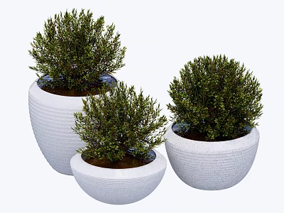 Set Of Three Lush Green Bonsai Potted Plants In White Ceramic Round Pots 3d model
