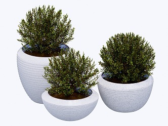 indoor potted plant 3d model