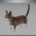 Brown And White Cat With Green Eyes Standing On Shiny Surface And Gray Background