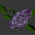 Purple Lilac Plant with Green Leaves and Slender Stem Against Gray Background