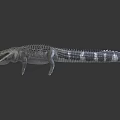 Detailed Crocodile Model With Realistic Texture And Pose On Gray Background 3d model