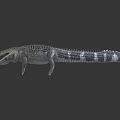 Modern Crocodile Cartoon Crocodile 3d model