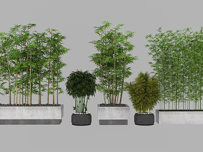 Bonsai Potted Plants With Bamboo And Spherical Varieties In Concrete Rectangular And Black Round Planters 3d model