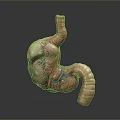 Detailed 3D Model of Human Digestive Organs with Visible Blood Vessels