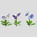 Vibrant purple and blue pansies with fresh green leaves arranged in a row