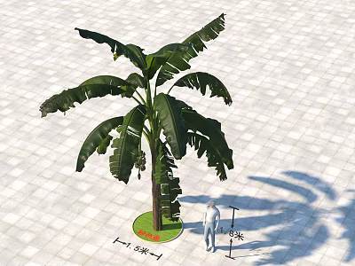 Banana Tree With Large Green Leaves Tall Trunk On Paved Ground 3 Meters Tall 3d model