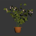 Indoor Decorative Plant With Green Leaves And Small Pink Flowers In Orange Pot