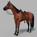 Detailed Brown Horse With Leather Saddle And Bridle Standing On Gray Background