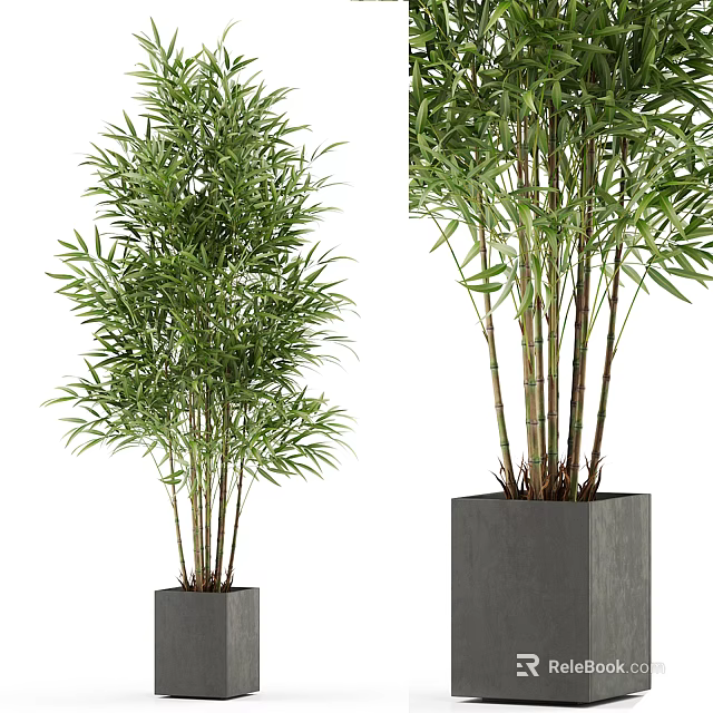 Two Bamboo Potted Plants With Green Leaves In Gray Square Pots Different Heights 3d model 