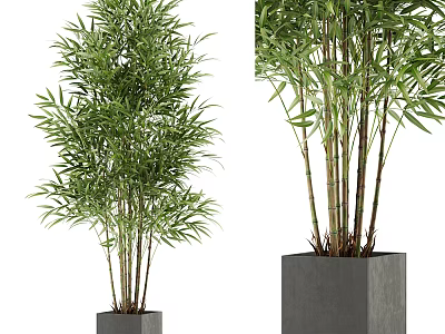 Two Bamboo Potted Plants With Green Leaves In Gray Square Pots Different Heights 3d model