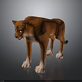 Reddish Brown Cougar With Yellow Eyes White Paws Standing In 3D Model On Dark Background