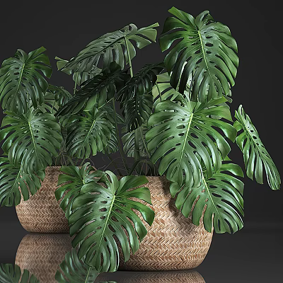 Monstera Potted Plant in Wicker Basket with Large Green Leaves for Indoor Decor 3d model