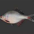 Colorful Ornamental Fish With Silver Body Red Fins And Bright Red Eyes On Dark Surface